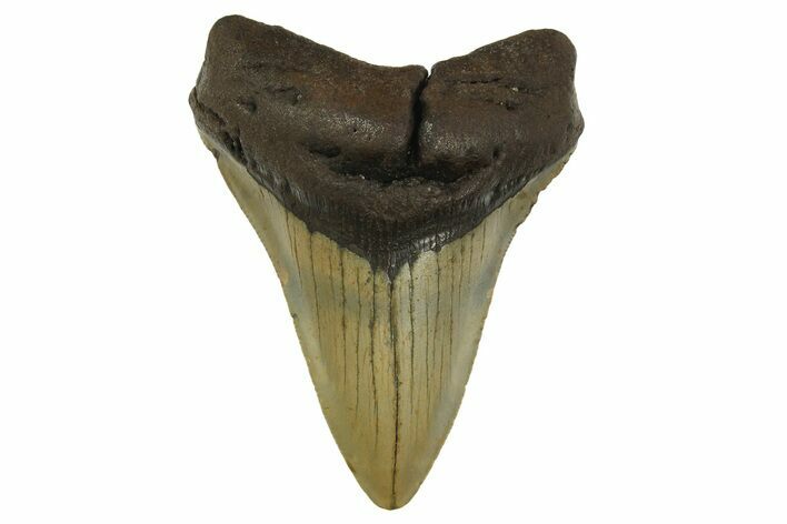 Serrated, Fossil Megalodon Tooth - North Carolina #299401